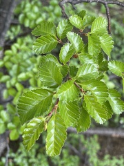 Nothofagus pumilio