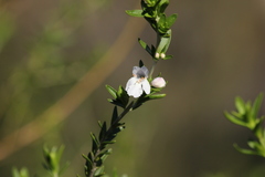 Prostanthera behriana