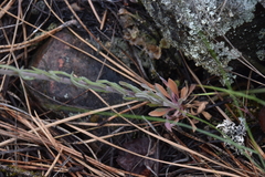 Boechera retrofracta