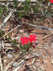 Glandularia peruviana