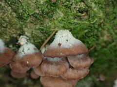 Panellus violaceofulvus