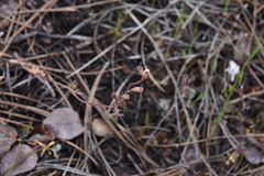 Lithophragma parviflorum