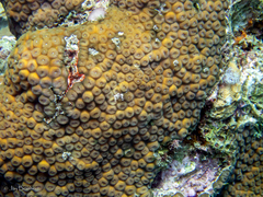 Montastraea cavernosa