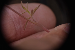 Lithophragma parviflorum
