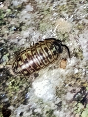 Armadillidium versicolor