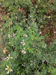 Medicago sativa