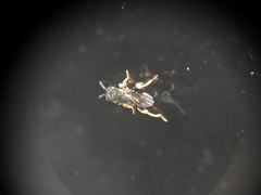 Brachymeria tibialis