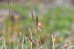 Bromus pumpellianus