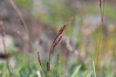 Bromus pumpellianus