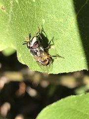 Copestylum marginatum