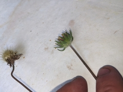 Gaillardia pulchella