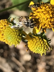 Copestylum marginatum