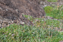Bromus pumpellianus