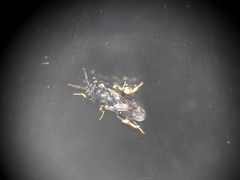 Brachymeria tibialis