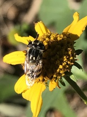 Copestylum marginatum