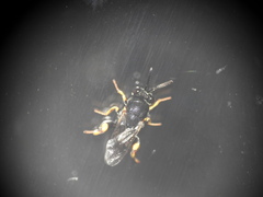 Brachymeria tibialis
