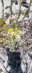 Lyperia lychnidea