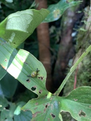 Ovachlamys fulgens