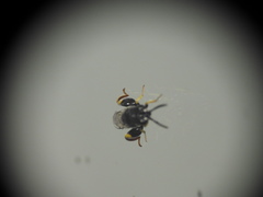 Brachymeria tibialis