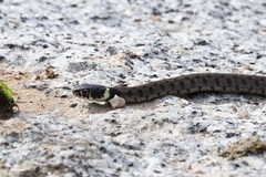 Natrix astreptophora