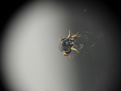 Brachymeria tibialis