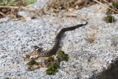 Natrix astreptophora