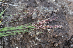 Poa glauca