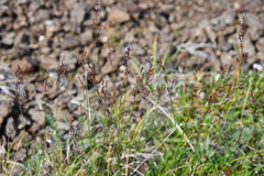 Poa glauca
