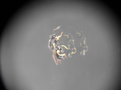 Brachymeria tibialis