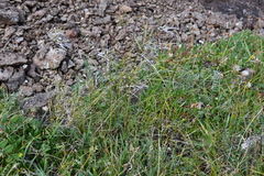 Poa glauca
