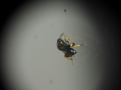 Brachymeria tibialis