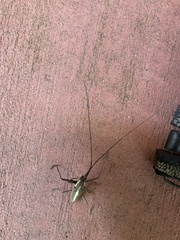 Neoptychodes trilineatus