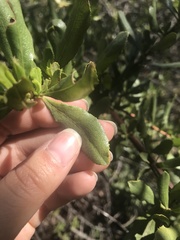 Escallonia illinita