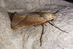 Compsoptera opacaria