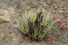 Dudleya edulis
