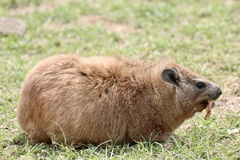 Procavia capensis