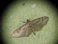 Eupithecia pusillata