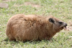 Procavia capensis