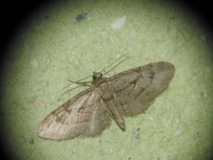 Eupithecia pusillata