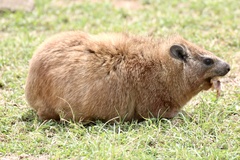 Procavia capensis