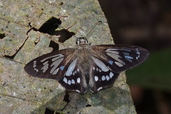 Phanus vitreus