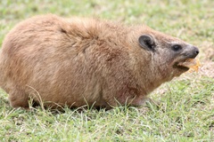 Procavia capensis