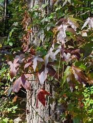 Liquidambar styraciflua