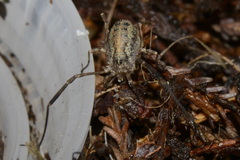 Paroligolophus meadii