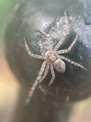 Philodromus buxi