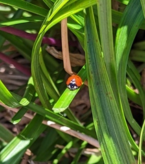 Coccinella septempunctata