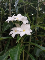Plumeria pudica
