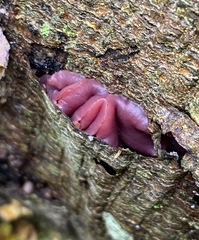 Ascocoryne cylichnium