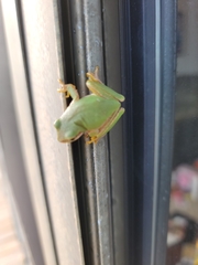 Hyla