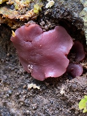 Ascocoryne cylichnium